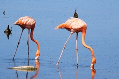 Phoenicopterus ruber
