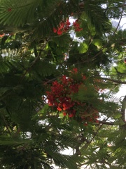Delonix regia