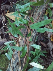 Microgramma heterophylla