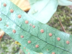 Microgramma heterophylla