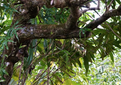 Angraecum eburneum image