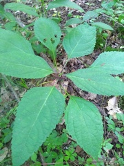 Collinsonia canadensis