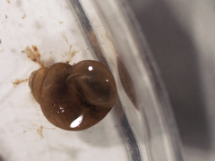 Amnicola limosus