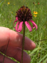 Echinacea atrorubens