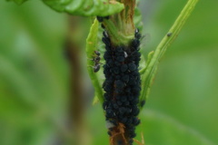 Aphis rumicis