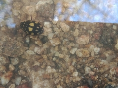 Thermonectus marmoratus