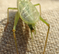 Oecanthus argentinus