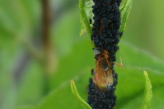 Aphis rumicis
