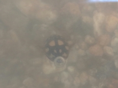 Thermonectus marmoratus