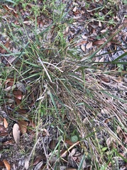 Melinis repens image