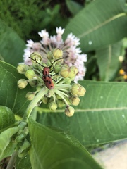 Tetraopes tetrophthalmus