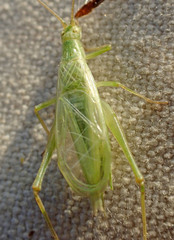 Oecanthus argentinus