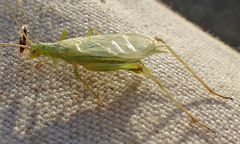 Oecanthus argentinus