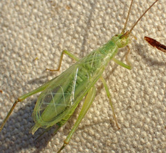 Oecanthus argentinus