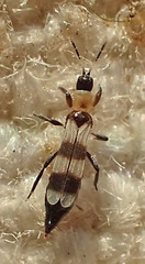 Aeolothrips collaris