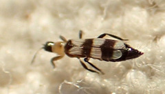 Aeolothrips collaris