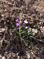Penstemon fremontii