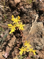 Sedum stenopetalum