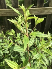 Pleroma semidecandrum