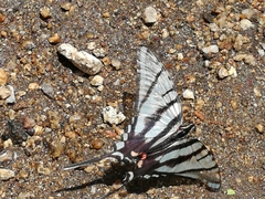 Protographium epidaus fenochionis
