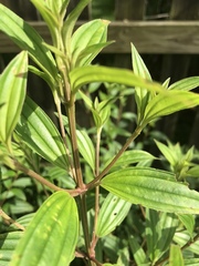 Pleroma semidecandrum