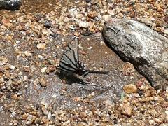 Protographium epidaus fenochionis