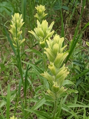Castilleja unalaschcensis