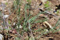 Porophyllum linaria