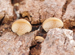 Crepidotus eucalyptorum