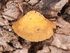Crepidotus eucalyptorum