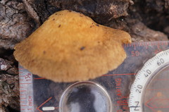 Crepidotus eucalyptorum