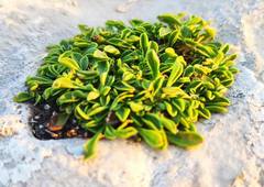 Globularia meridionalis