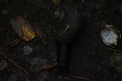 Macrocyclis peruvianus