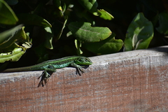 Liolaemus cyanogaster