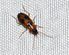 Badister neopulchellus