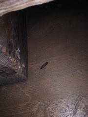 Pterygota