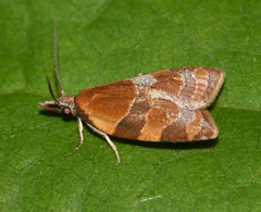 Cenopis diluticostana