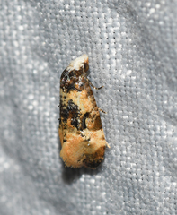 Phalonidia memoranda