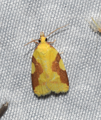 Cenopis niveana