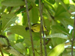 Todirostrum cinereum