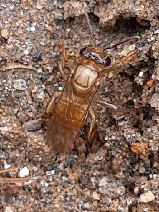 Nogueirapis mirandula