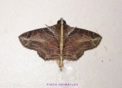 Dolichosomastis leucogrammica