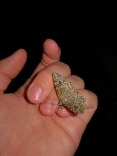 Mottled Beauty photo 3
