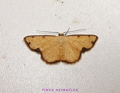 Haemalea punctilinea