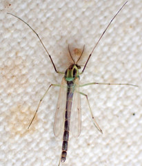 Chironomus atroviridis