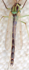 Chironomus atroviridis