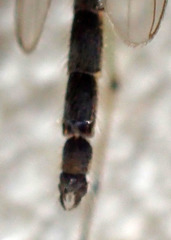Chironomus atroviridis