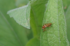 Cantharis figurata