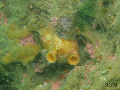 Paramolgula gregaria