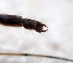 Chironomus atroviridis